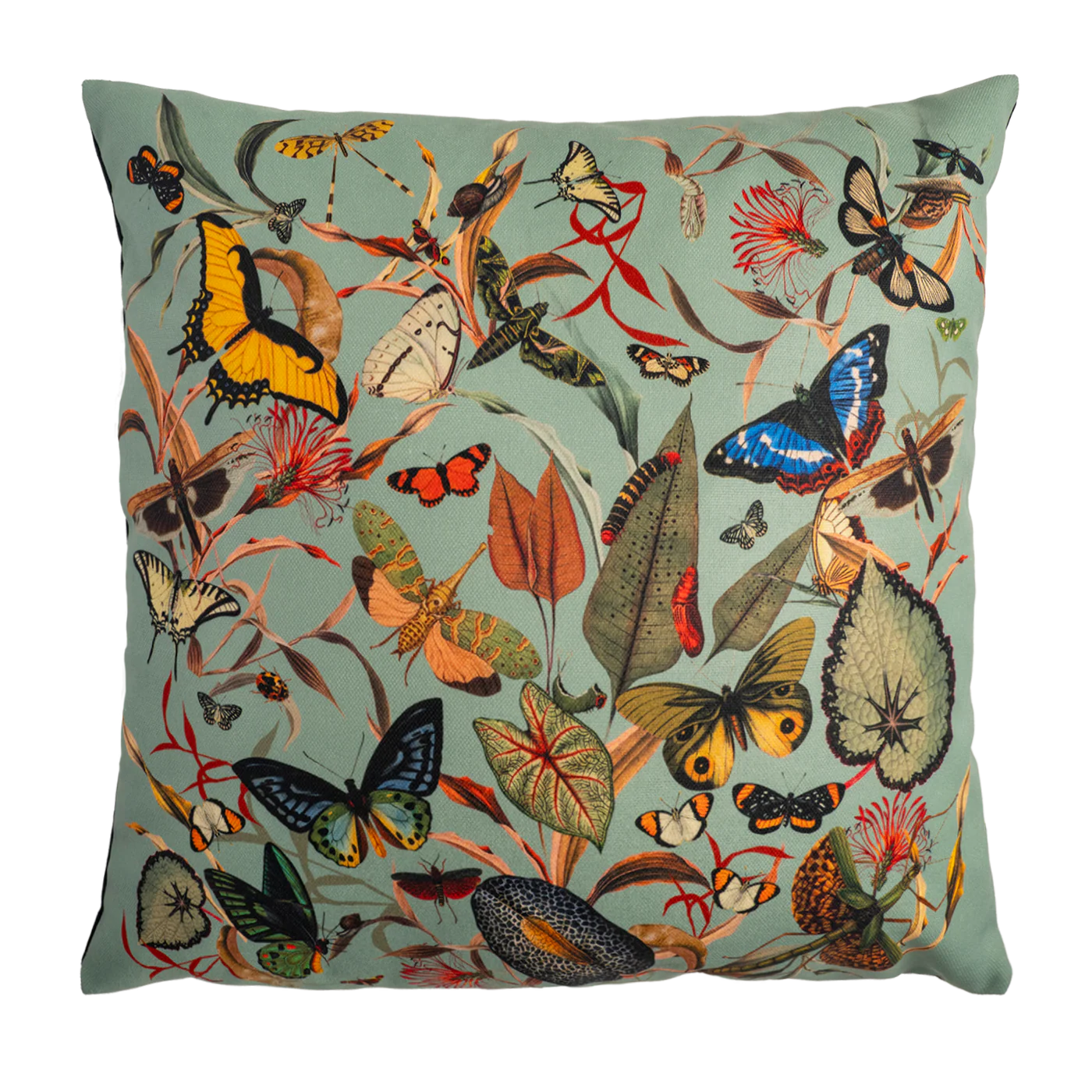 Cojin - Butterfly Aqua